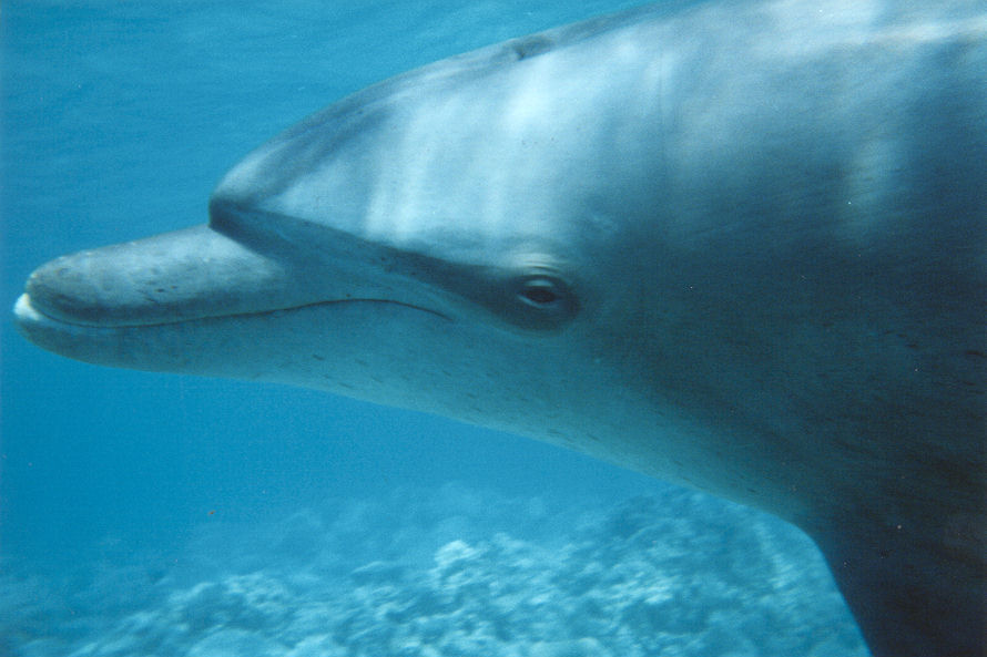 Tursiops truncatus (Tursiope)